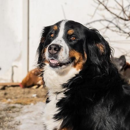 Toetscherhof Terenten Exteriör bild